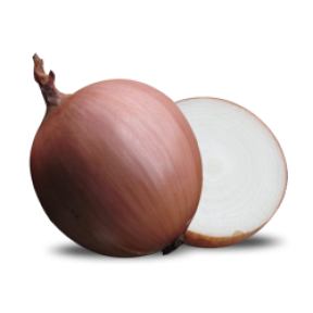 Цибуля Ріно F1, Hazera Цибуля Ріно F1, Hazera