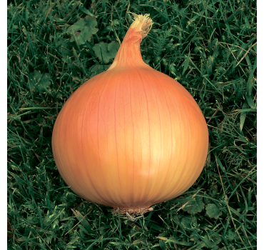 Цибуля Тареско F1, Hazera