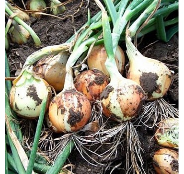 Цибуля озима Ібіс F1, Hazera