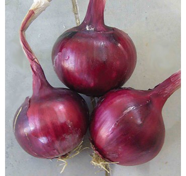 Цибуля Фабула F1, Hazera