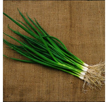 Цибуля Савел, Hazera