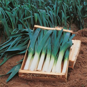 Цибуля Порілюкс, Hazera Цибуля Порілюкс, Hazera