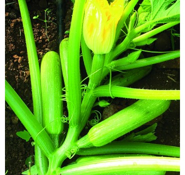 Кабачок Езра F1, Hazera