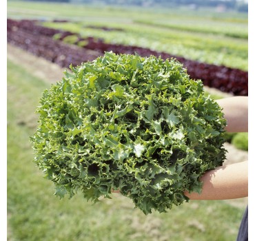 Салат Канкан, Hazera