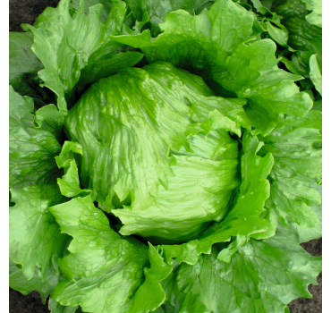 Салат Робінсон, Hazera