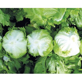 Салат Солейсон, Hazera