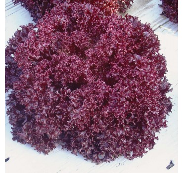 Салат Матадор, Hazera