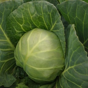 Капуста Каррера F1 (17-1517 F1), Hazera