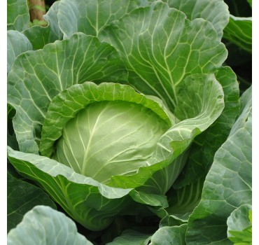 Капуста Магнус F1, Hazera