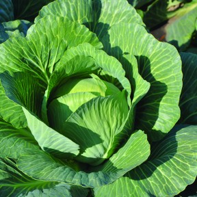 Капуста Золтан F1 (NiZ 17-1265), Hazera