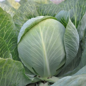 Капуста Раменос F1, Hazera