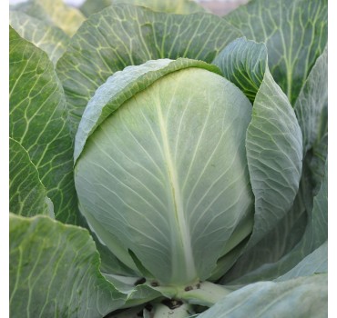 Капуста Раменос F1, Hazera