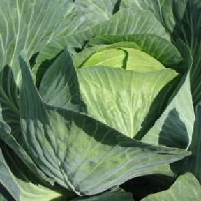 Капуста Ліон F1, Hazera