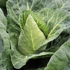 Капуста Редженсі F1, Hazera