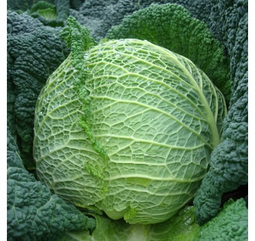 Капуста савойська Турмалін F1, Hazera