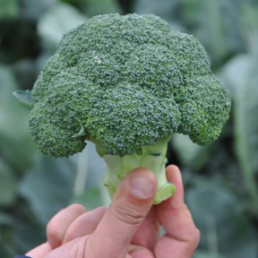 Капуста броколі Стромболі F1, Hazera