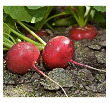 Редис Дієго F1, Hazera