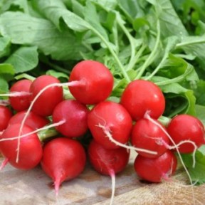 Редис Шахрі F1, Hazera