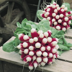 Редис Експо F1, Vilmorin