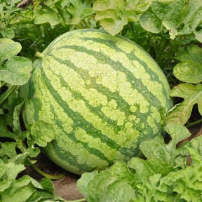 Кавун Ортал F1, Hazera