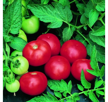 Томат Топкапі F1, Vilmorin