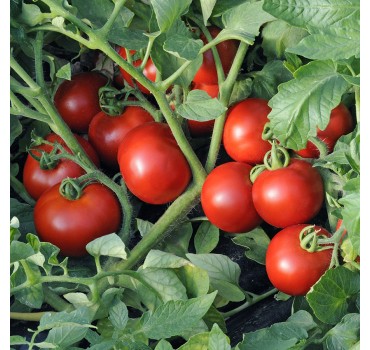 Томат Ольга F1, Vilmorin