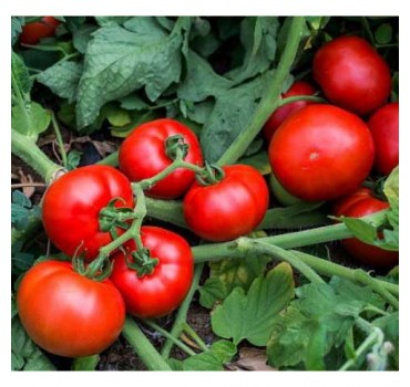 Томат Джокер F1, Vilmorin