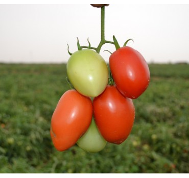 Томат Сурія F1, Vilmorin