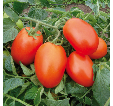 Томат Галілея F1, Hazera