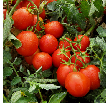 Томат Гонг F1, Hazera