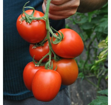 Томат Рева F1, Vilmorin