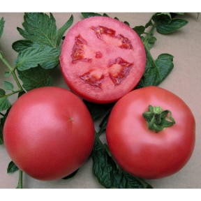 Томат VP-1 F1, Vilmorin