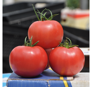 Томат Пінк Клер F1, Hazera