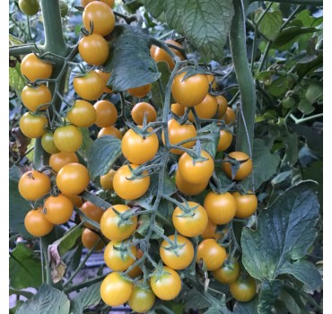 Томат Саммер Сан F1, Hazera