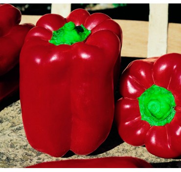 Перець солодкий Вівальді F1, Vilmorin