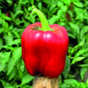 Перець солодкий Крімсон Кінг F1, Hazera