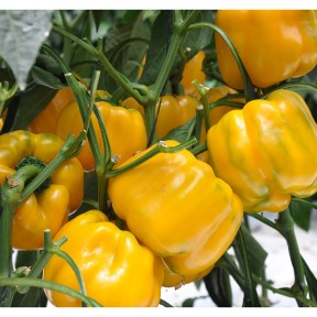 Перець солодкий Гуалда F1, Hazera