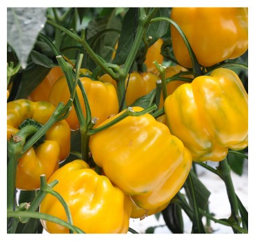 Перець солодкий Гуалда F1, Hazera Перець солодкий Гуалда F1, Hazera