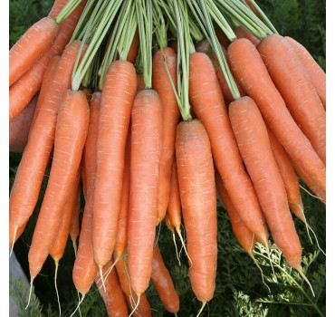 Морква Престо F1, Vilmorin