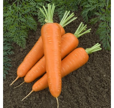 Морква Олімпо F1, Vilmorin