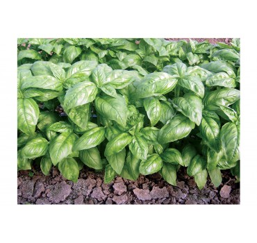 Базилік Доллі, Enza Zaden