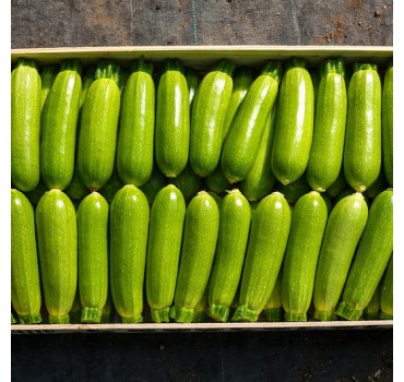 Кабачок Карізма F1, Syngenta