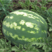 Кавун Арашан F1 (ВДЛ 5003), Syngenta Кавун Арашан F1 (ВДЛ 5003), Syngenta