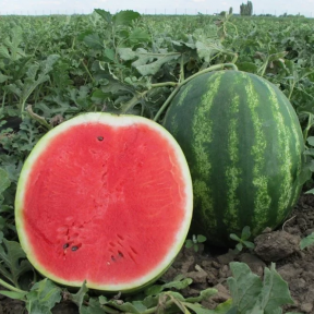 Кавун Арашан F1 (ВДЛ 5003), Syngenta