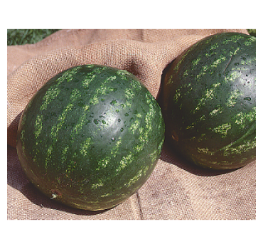 Кавун Топ Ган F1, Syngenta