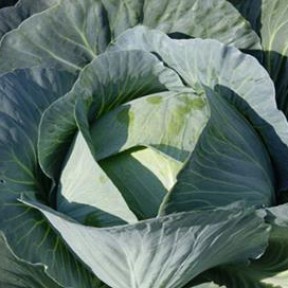 Капуста Агресор F1, Syngenta