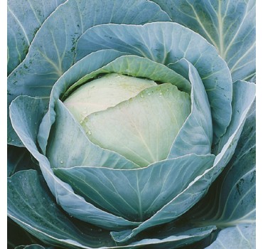 Капуста Адаптор F1, Syngenta