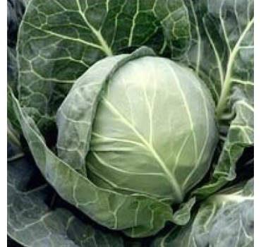 Капуста Болікор F1, Syngenta