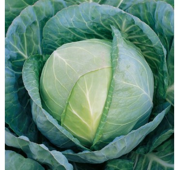 Капуста Грегоріан F1, Syngenta