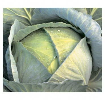 Капуста Кататор F1, Syngenta